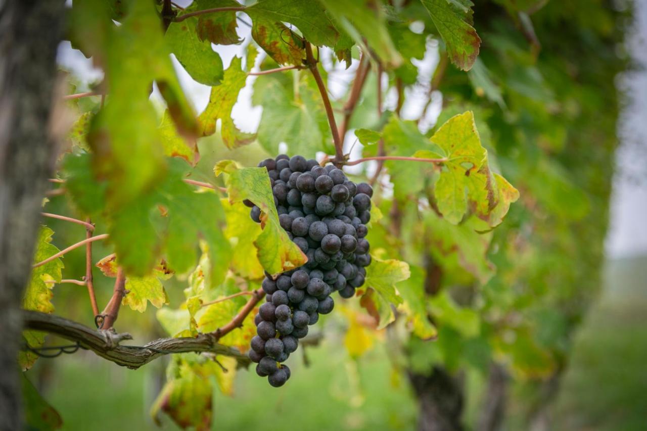 Ca Trifolera Barbaresco - Romantico Cascinale Con Antica Cantina Nel Cuore Delle Langhe - Degustazione Vini Nella Nostra Cantina Εξωτερικό φωτογραφία