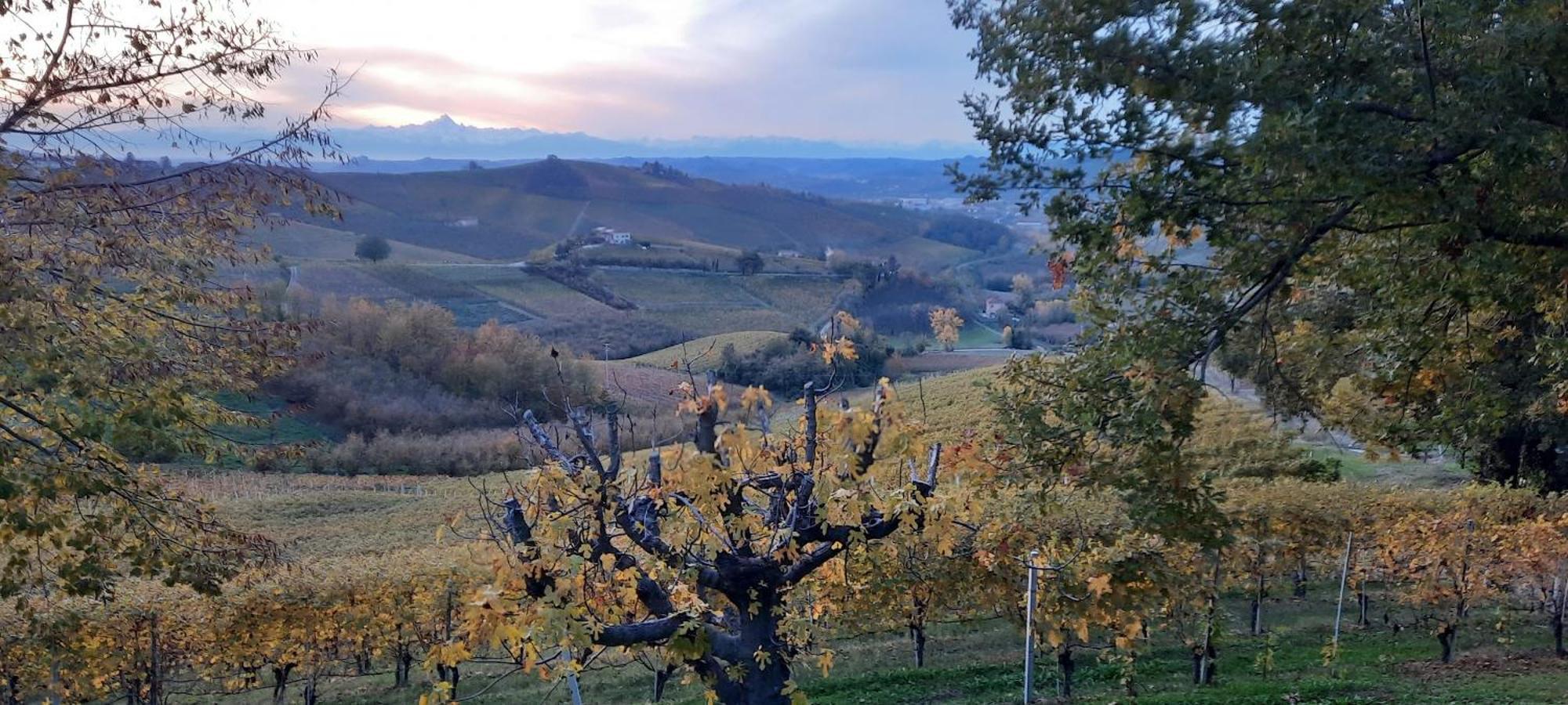 Ca Trifolera Barbaresco - Romantico Cascinale Con Antica Cantina Nel Cuore Delle Langhe - Degustazione Vini Nella Nostra Cantina Εξωτερικό φωτογραφία