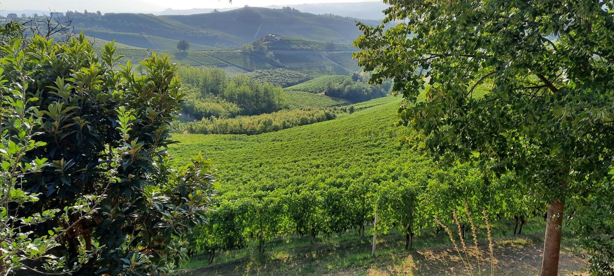 Ca Trifolera Barbaresco - Romantico Cascinale Con Antica Cantina Nel Cuore Delle Langhe - Degustazione Vini Nella Nostra Cantina Εξωτερικό φωτογραφία